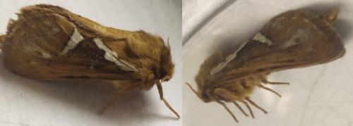 Pharmacis lupulina